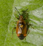 Blomstertæge - Deraeocoris ruber